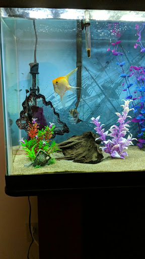 Pet Supply Store «Petco Animal Supplies», reviews and photos, 181 North 545 West, West Bountiful, UT 84087, USA