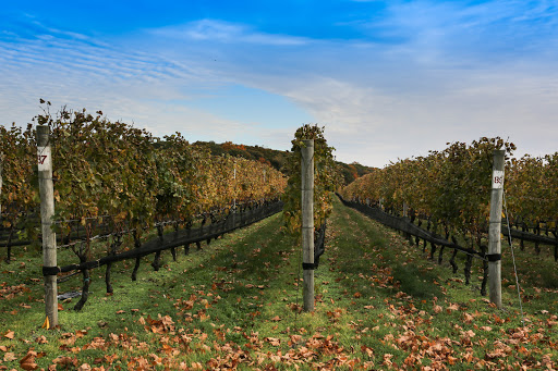 Winery «McCall Wines», reviews and photos, 22600 New York State Route 25, Cutchogue, NY 11935, USA