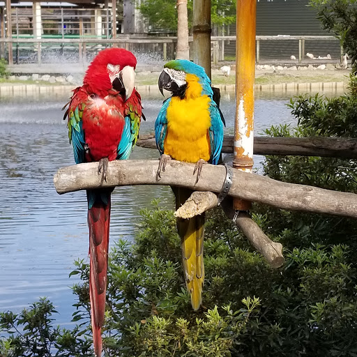 Zoo «Alligator Adventure», reviews and photos, 4604 Hwy 17 S, North Myrtle Beach, SC 29582, USA