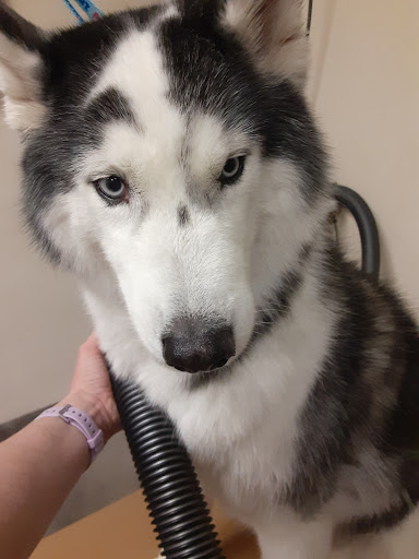 Pet Supply Store «PetSmart», reviews and photos, 777 S Willow St, Manchester, NH 03103, USA