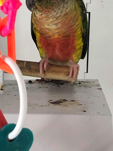 Pet Supply Store «Petco Animal Supplies», reviews and photos, 226 Thornton Drive, Dickson, TN 37055, USA