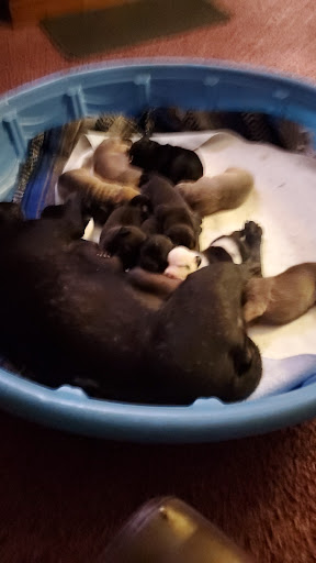 Dickenson County Animal Shelter