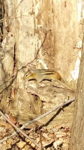 Golf Course «Edgebrook Golf Course», reviews and photos, 6100 N Central Ave, Chicago, IL 60646, USA