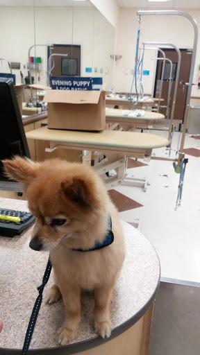 Pet Supply Store «PetSmart», reviews and photos, 5435 W TX-1604 Loop N, San Antonio, TX 78253, USA