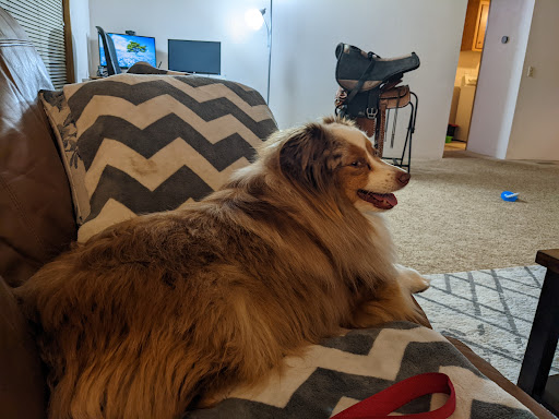 Pet Supply Store «Petco Animal Supplies», reviews and photos, 891 NE D St, Grants Pass, OR 97526, USA