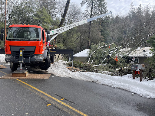 Big Ts Trees image