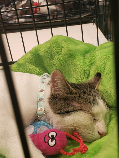 Pet Supply Store «Petco Animal Supplies», reviews and photos, 12638 Capital Blvd, Wake Forest, NC 27587, USA