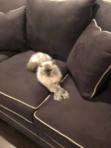 Furniture Store «Art Van Furniture - Toledo (Holland)», reviews and photos, 1301 E Mall Dr, Holland, OH 43528, USA