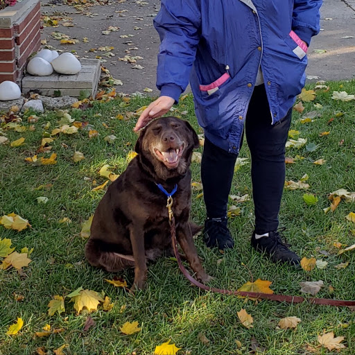 K9 Guide Dog Training