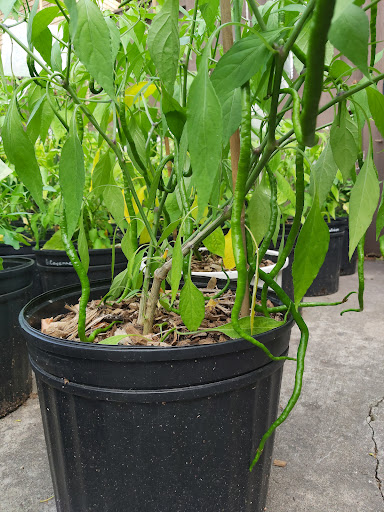 Living Peppers