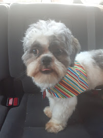 Creekside Pet Care Center - Photo 8 - Car repair in Keller, TX, Fort Worth