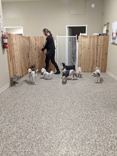 Paws Stay and Play Dog Boarding & Daycare