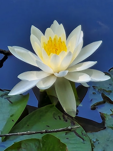 State Park «Gillette Castle State Park», reviews and photos, 67 River Rd, East Haddam, CT 06423, USA