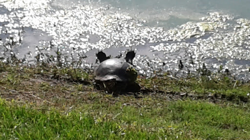 Golf Course «Sanlan Golf Course», reviews and photos, 2505 Sanlan Golf Dr, Lakeland, FL 33812, USA