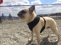 Anything's Pawsible - Photo 8 - Car repair in Jersey City, NJ, Staten Island