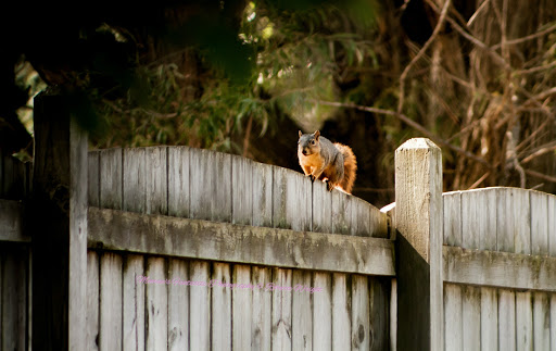 Fairview Pet Center, 1451 S M 52, Owosso, MI 48867, USA, 