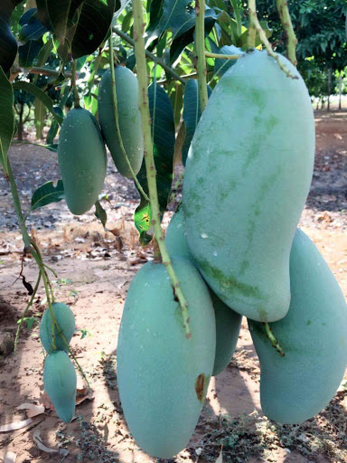 Vườn Xoài Hữa Đức