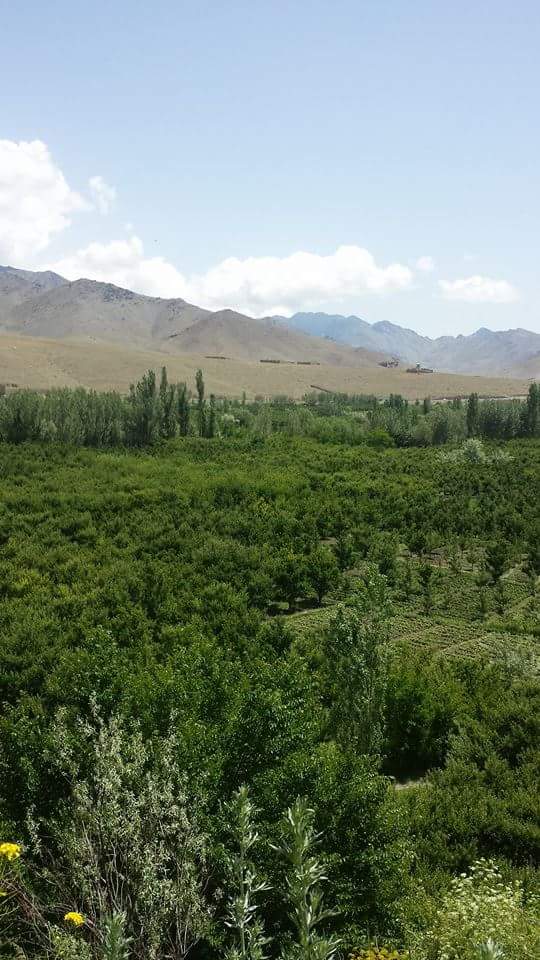 Meydanşehr, Afganistan