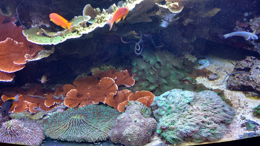 Art Museum «Art Museum of the Americas», reviews and photos, 201 18th St NW, Washington, DC 20006, USA