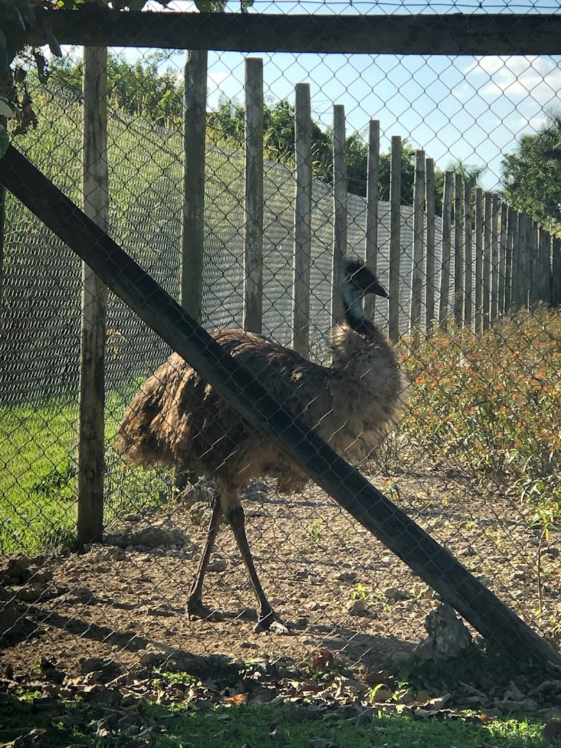 Everglades Exotics