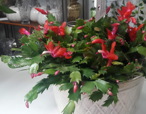 Florist «Anna Flowers», reviews and photos, 450 S Old Dixie Hwy, Jupiter, FL 33458, USA