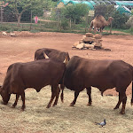 Photo n° 3 de l'avis de Am.a fait le 31/08/2022 à 17:31 pour ZooParc Du Cannet Des Maures à Le Cannet-des-Maures