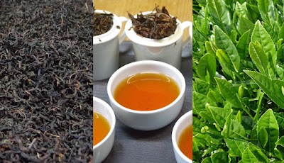 松野紅茶 望月農園 和紅茶 深蒸し茶