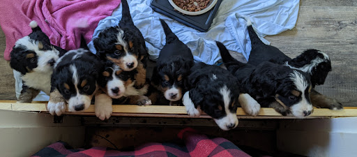 Pet Supply Store «Four Your Paws Only», reviews and photos, 1821 White Mountain Hwy, North Conway, NH 03860, USA