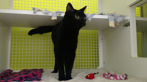 Pet Supply Store «Petco Animal Supplies», reviews and photos, 27111 167th Pl SE #113, Covington, WA 98042, USA