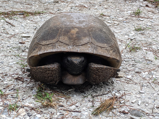 Nature Preserve «Rye Preserve», reviews and photos, 905 Rye Wilderness Trail, Parrish, FL 34219, USA