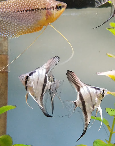 Tropical Fish Store «Pet Friendly Inc», reviews and photos, 845 Manitou Rd, Hilton, NY 14468, USA