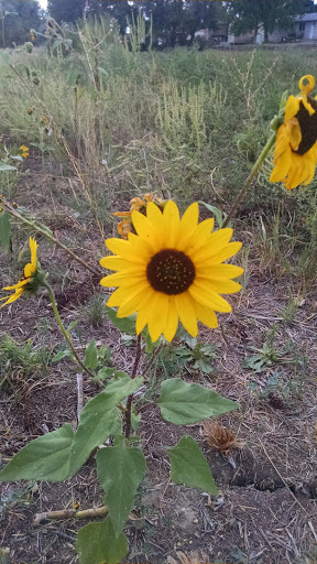 Park «Cherry Park Pavilion», reviews and photos, 11500 Birch Dr, Thornton, CO 80233, USA