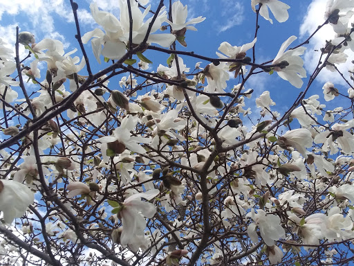 Park «Clasky Common Park», reviews and photos, Purchase St, New Bedford, MA 02740, USA