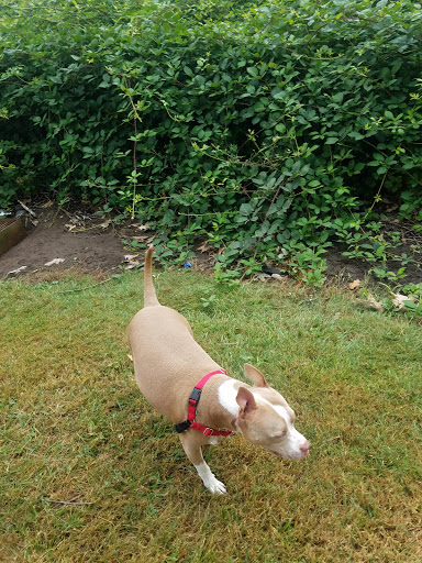 Park «Guy Lee Park», reviews and photos, 890 Darlene Ave, Springfield, OR 97477, USA