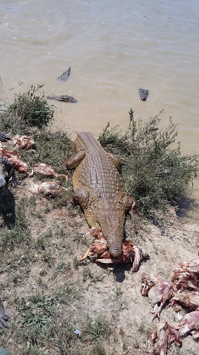 Photos of Gawie Crocs