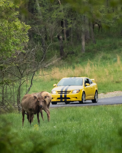 Visitor Center «Golden Pond Visitor Center & Planetarium», reviews and photos, 238 Visitor Center Dr, Golden Pond, KY 42211, USA