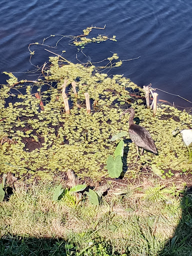 Nature Preserve «Lake Apopka Wildlife Drive», reviews and photos, 2803 Lust Rd, Apopka, FL 32703, USA