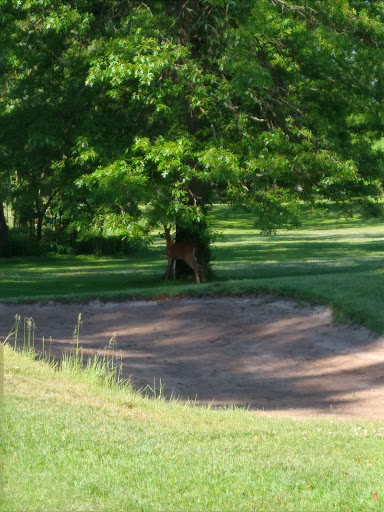 Golf Course «Christopher Morley Park Golf», reviews and photos, 500 Searingtown Rd, Roslyn, NY 11576, USA