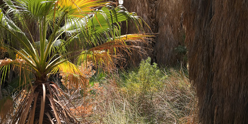 Country Club «Indian Palms Country Club & Resort», reviews and photos, 48630 Monroe St, Indio, CA 92201, USA