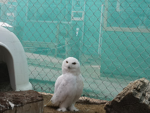 Big Bear Alpine Zoo image