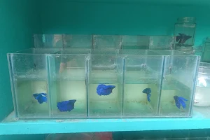 Kishore aquarium image