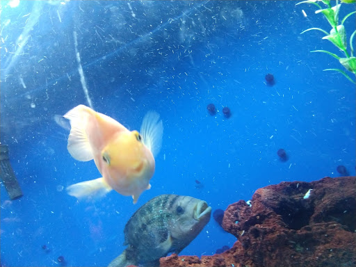 Pet Store «Pet Cove», reviews and photos, 820 E Center St, Kingsport, TN 37660, USA