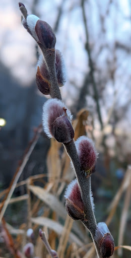 Park «Fort Dent Park», reviews and photos, 6800 Fort Dent Way, Tukwila, WA 98188, USA