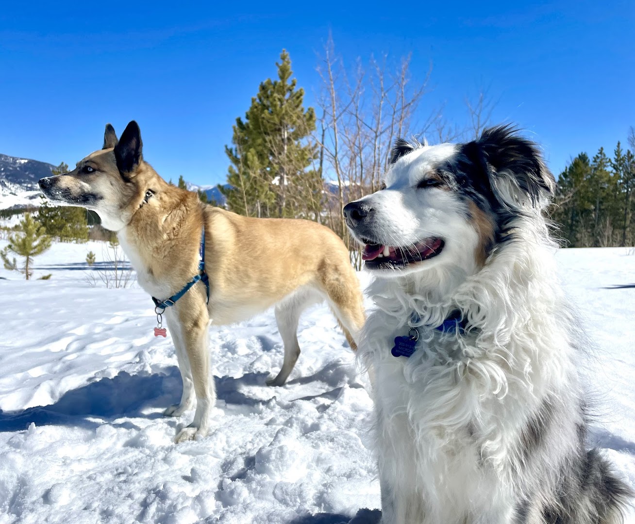 Uptown Dog Silverthorne, LLC