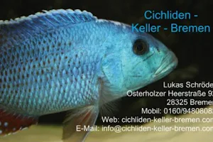 Cichliden-Keller-Bremen image