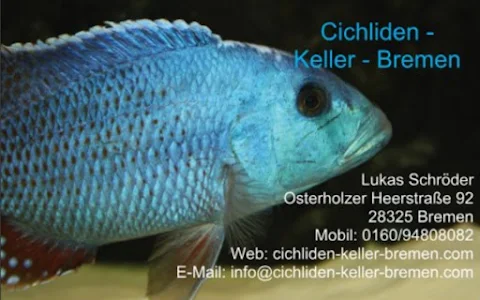 Cichliden-Keller-Bremen image