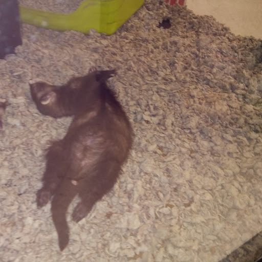 Pet Supply Store «Petco Animal Supplies», reviews and photos, 45205 Worth Ave, California, MD 20619, USA