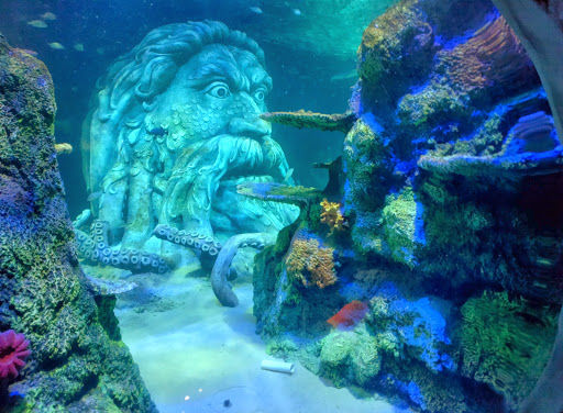 Aquarium «SEA LIFE Charlotte-Concord Aquarium», reviews and photos, 8111 Concord Mills Boulevard, Concord, NC 28027, USA