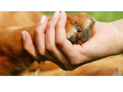 Clínica Veterinaria Les Coves en Les Coves de Vinromà