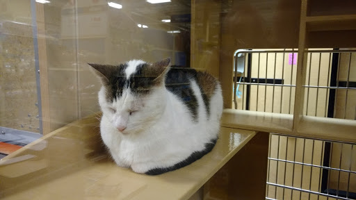 Pet Supply Store «PetSmart», reviews and photos, 2160 Jericho Turnpike, Commack, NY 11725, USA